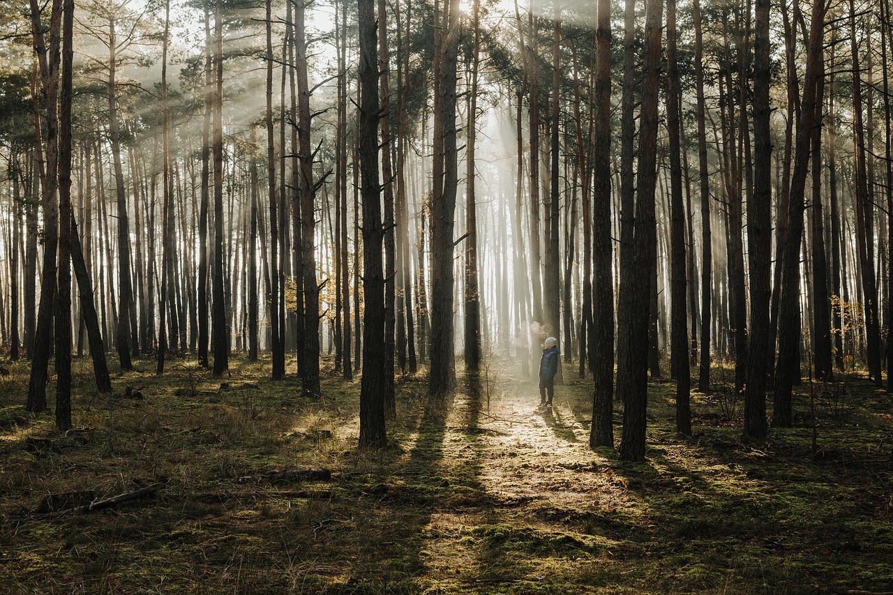 Reviving the Earth's Lungs: The Importance of Forest Conservation